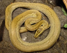 Rock Python