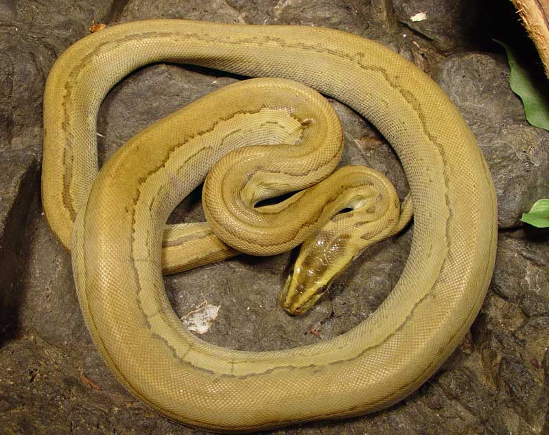 Rock Python