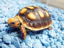 Red Footed Tortoise