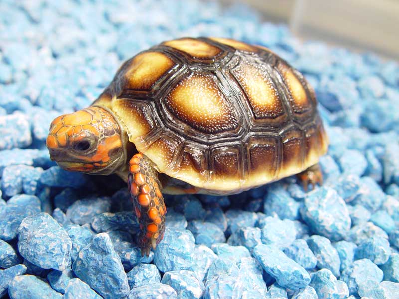 Red Footed Tortoise