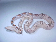 paradox pastel sharp albino