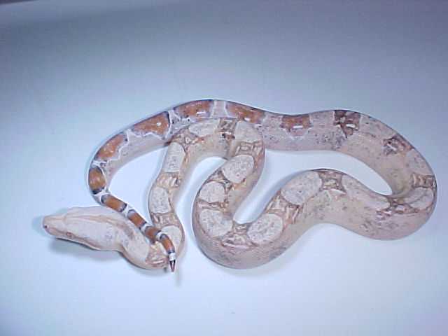 paradox pastel sharp albino