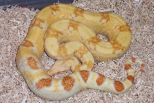 05 pastel sharp albino