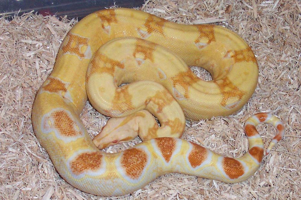05 pastel sharp albino