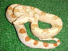 female pastel sharp albino