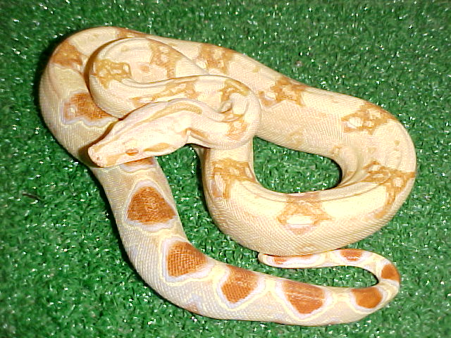 female pastel sharp albino
