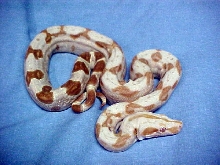 Female Sharp Sunglow