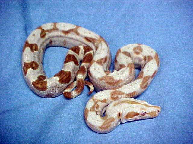 Female Sharp Sunglow