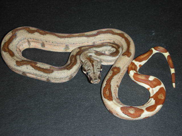 fpsh0108