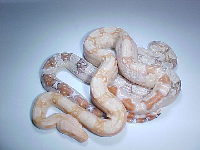 sharp paradox and albino sibling