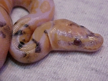 paradox albino ball