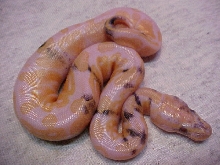 paradox albino ball