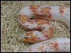paradox snow corn