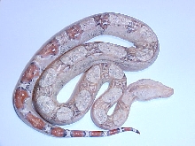 pastel dream sharp albino paradox