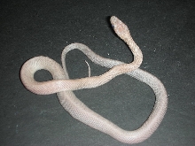 patternless lavender