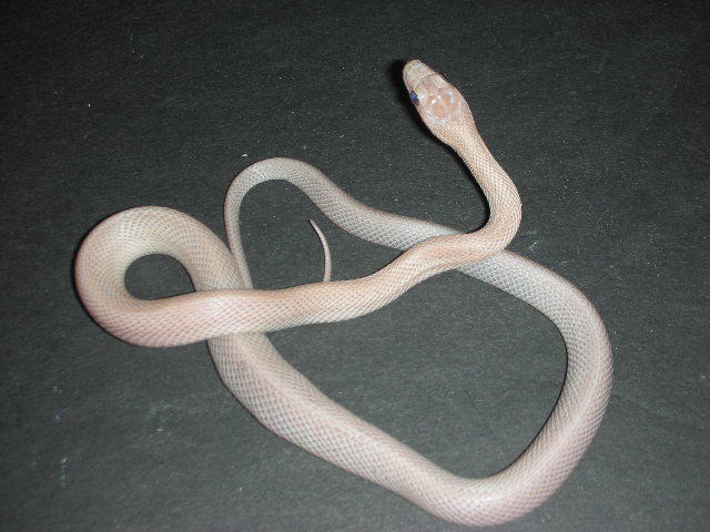 patternless lavender