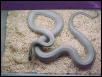 patternless anery corn
