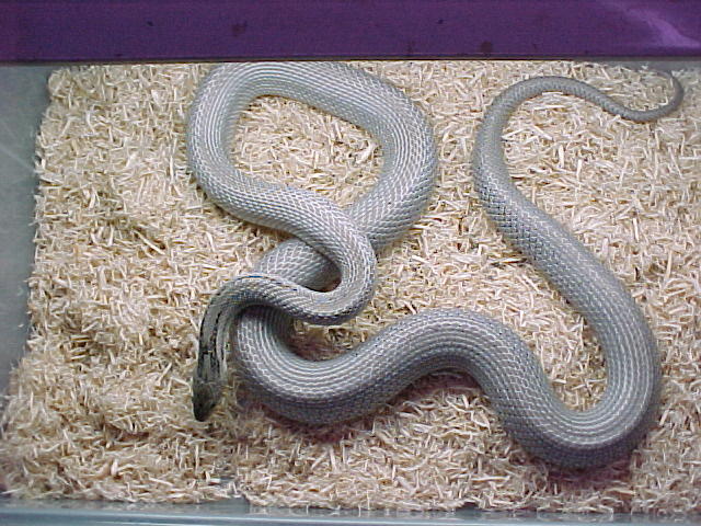 patternless anery corn