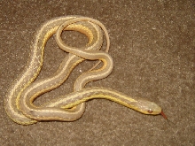 1.0 albino eastern garter