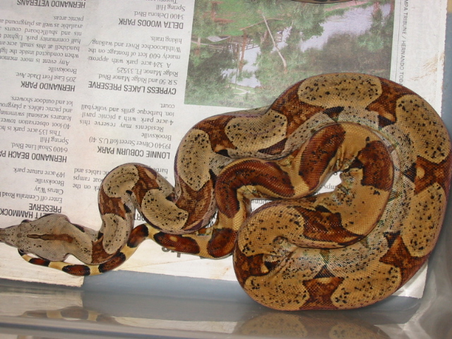 male hypo