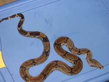 fem paruvian boa