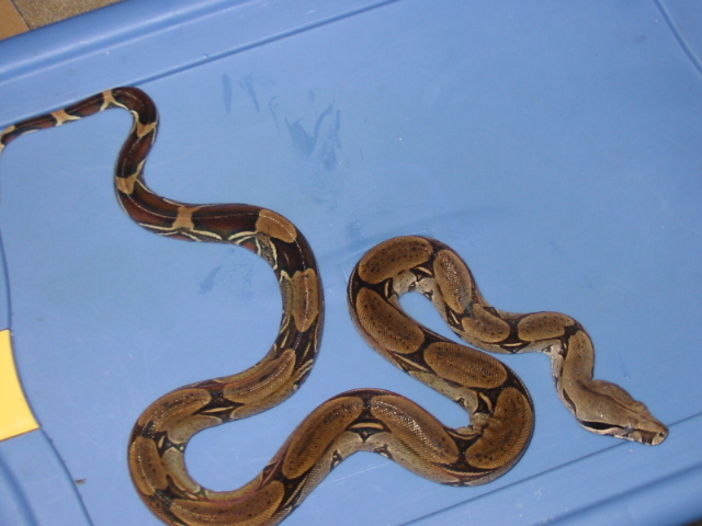 fem paruvian boa