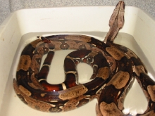male surinam in water tub