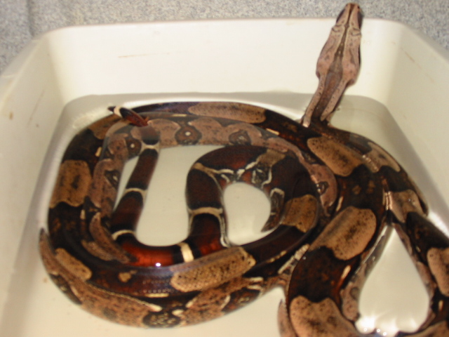 male surinam in water tub