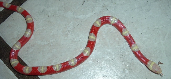 True Bullseye Albino Nelsoni