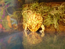 Pacman Checking Out His Reflection