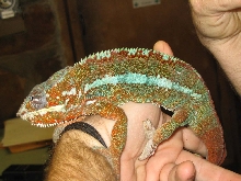 Panther Chameleon