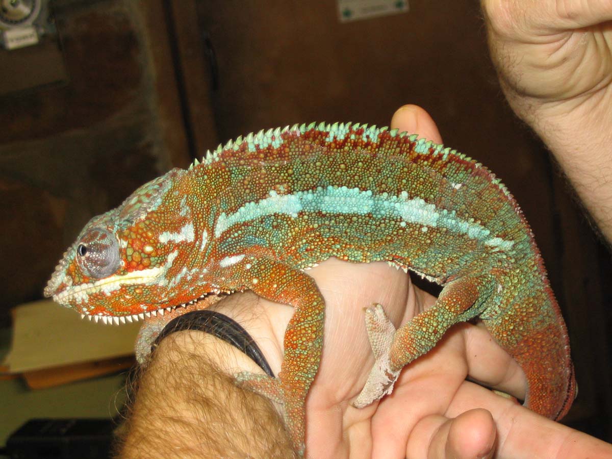 Panther Chameleon