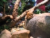 Smooth Sided Jungle Toad