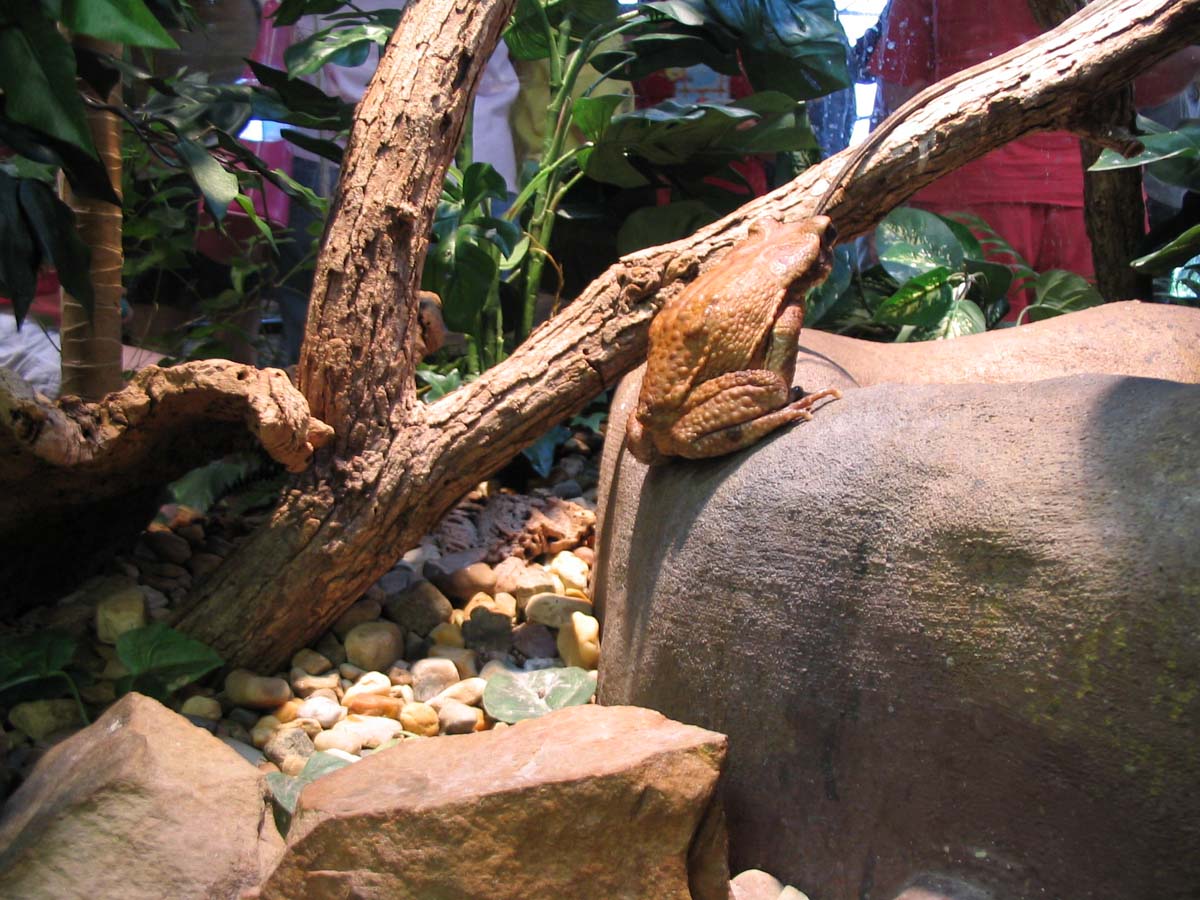Smooth Sided Jungle Toad