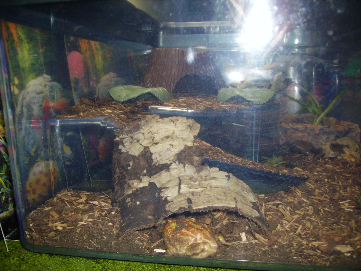 Albino Horned Frog In His Hiding Spot