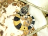 Sticky Coiled In A Circle