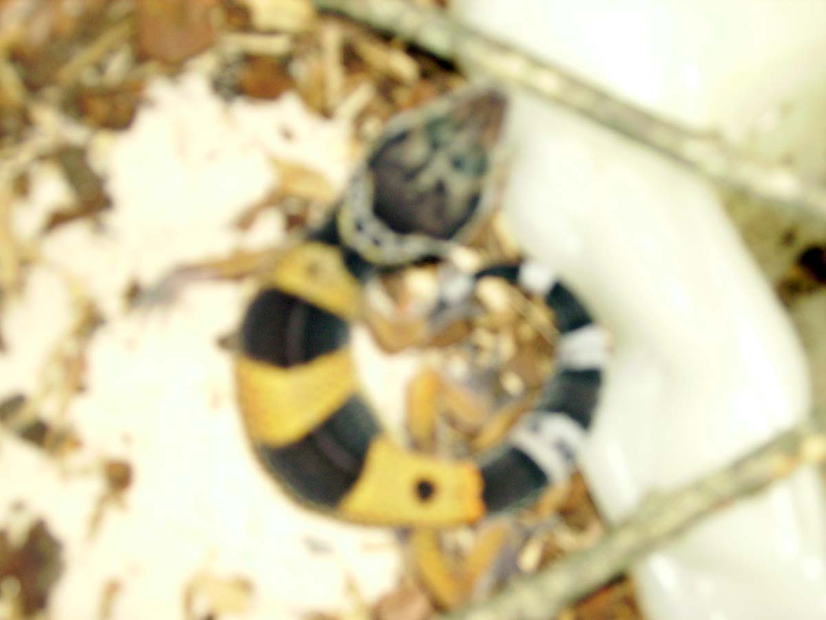 Sticky Coiled In A Circle