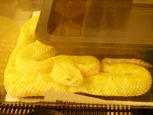 Albino Diamondback Rattlesnake