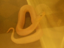 Luesistic Cottonmouth