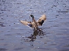 A Florida Duck