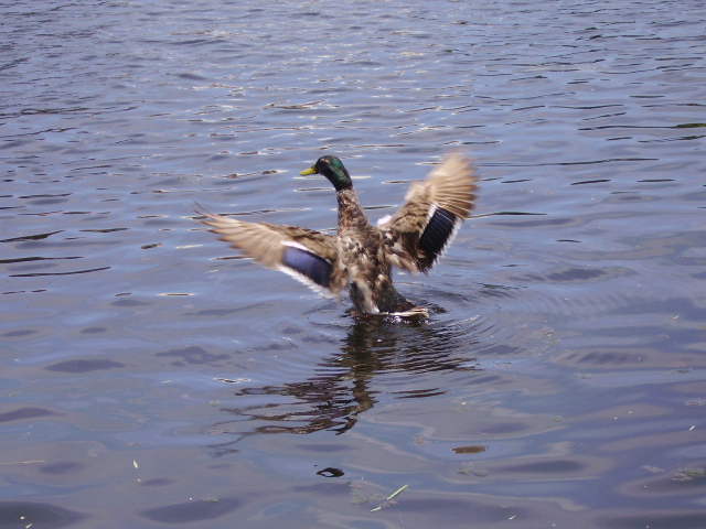 A Florida Duck