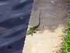 A Wild Florida Iguana Basking 2