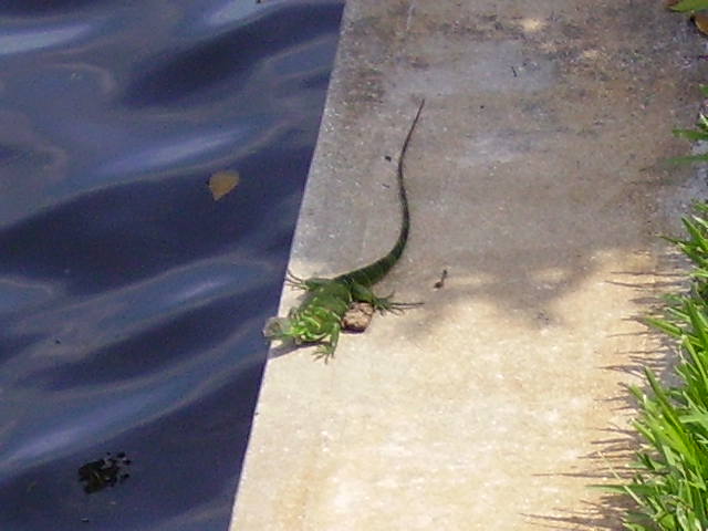 A Wild Florida Iguana Basking 2