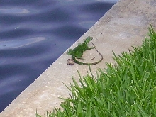 A Wild Florida Iguana Basking 3