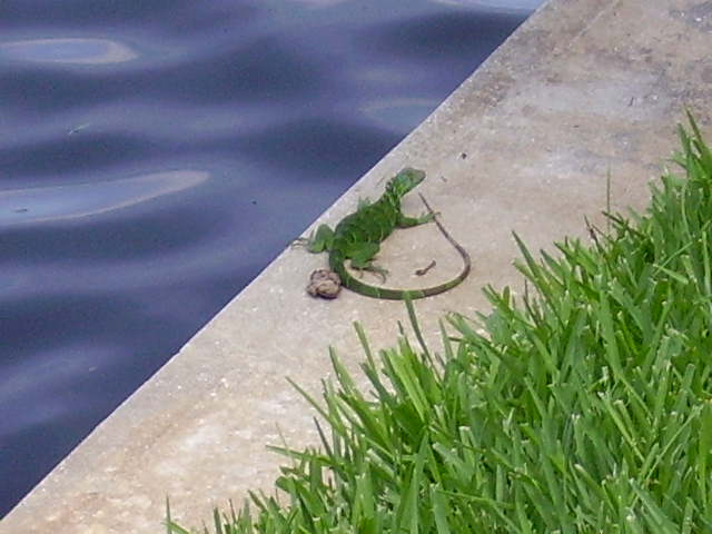 A Wild Florida Iguana Basking 3