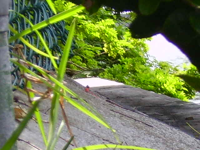 A Huge Wild Iguana