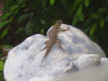 Florida Lizard