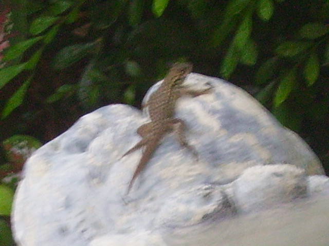 Florida Lizard