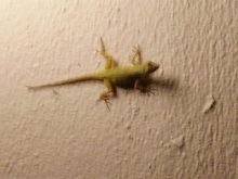 Florida Lizard
