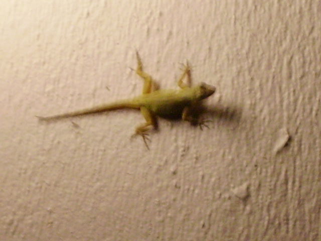 Florida Lizard